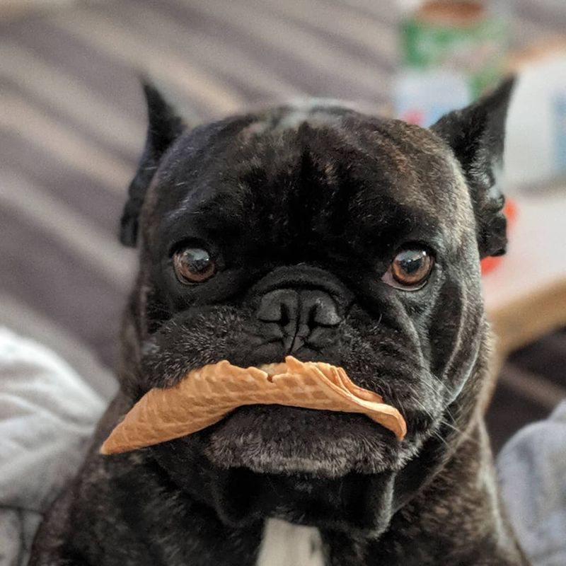 Pepito, the Rebellion Rum Co. mascot